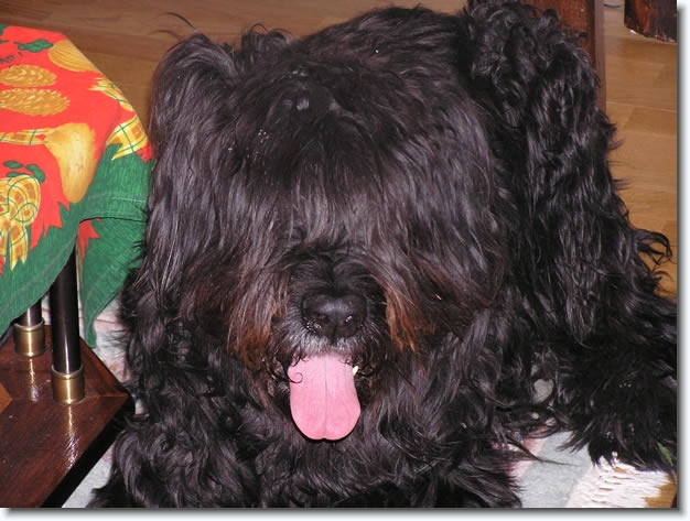 Diapositive suivante