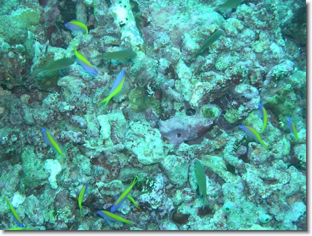 Diapositive suivante