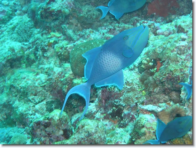 Diapositive suivante