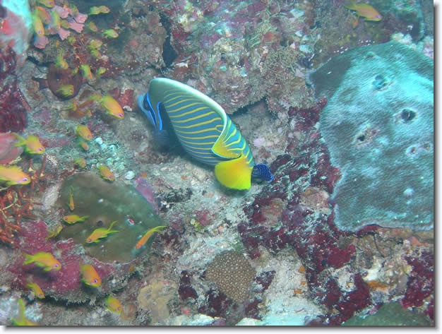 Diapositive suivante