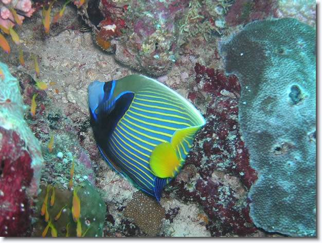 Diapositive suivante