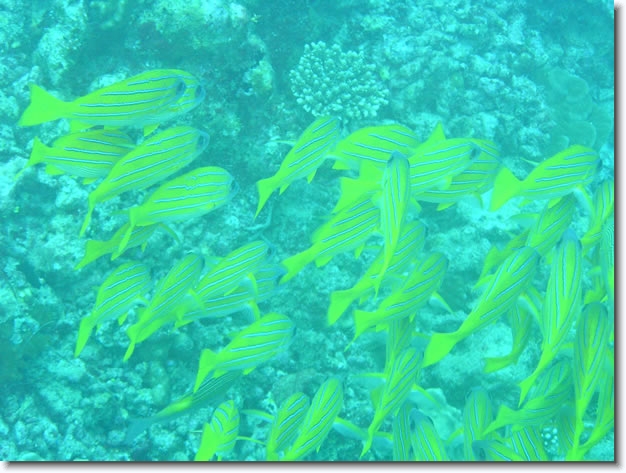 Diapositive suivante