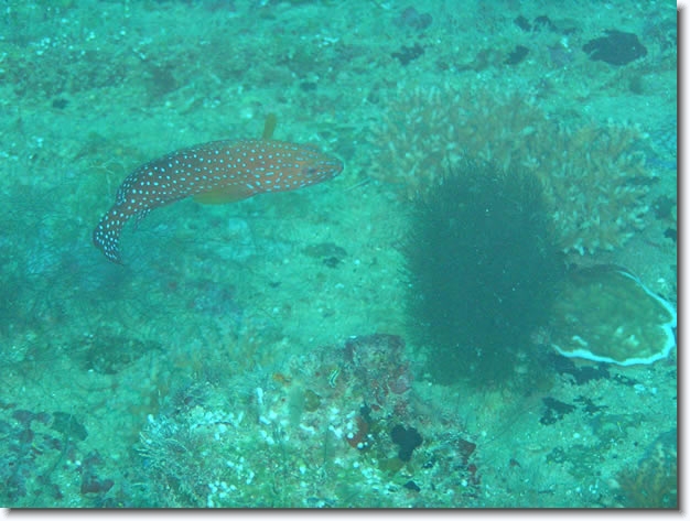 Diapositive suivante