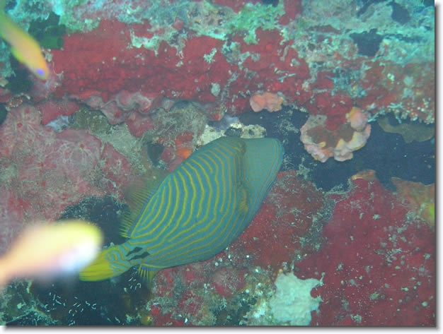 Diapositive suivante