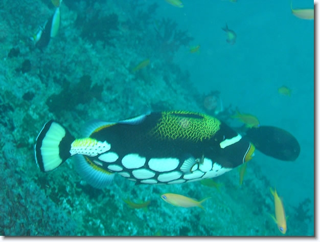 Diapositive suivante