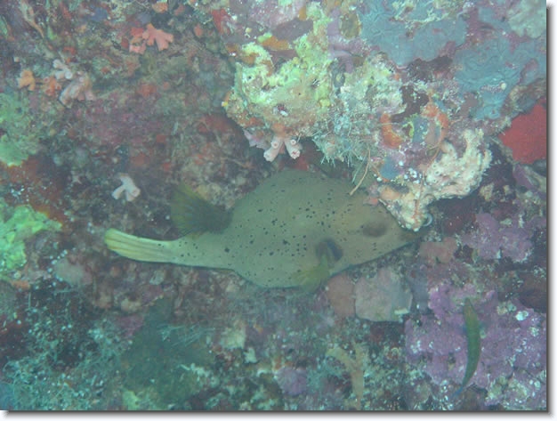 Diapositive suivante