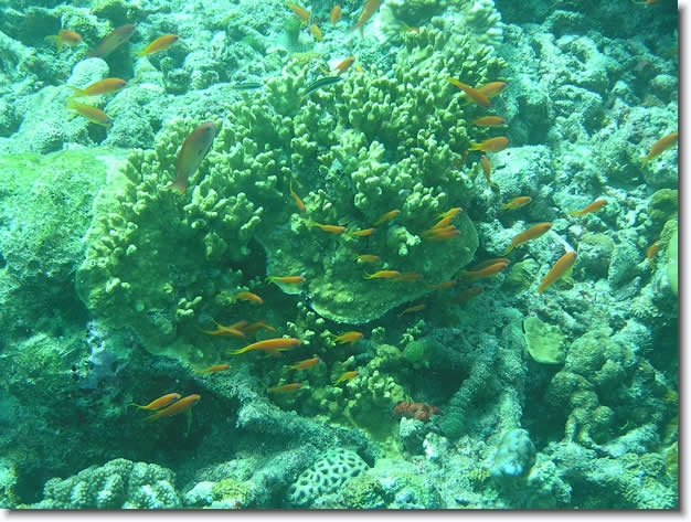 Diapositive suivante