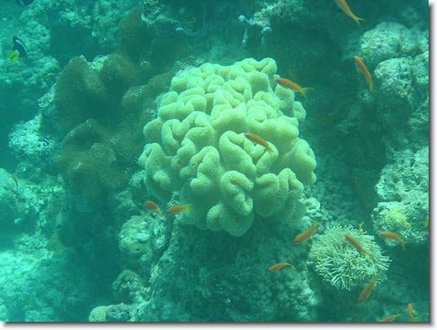 Diapositive suivante