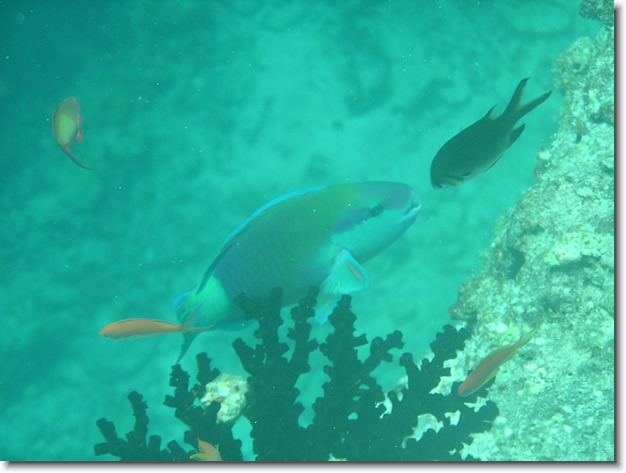 Diapositive suivante