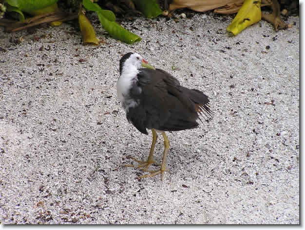 Diapositive suivante