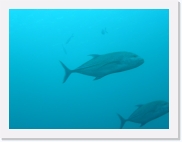 E1010128 * 614 x 461 * (23KB)