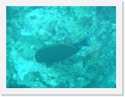 E1010155 * 614 x 461 * (60KB)