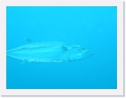 E1010157 * 614 x 461 * (32KB)