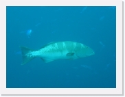 E1010159 * 614 x 461 * (19KB)