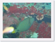 E110174 * 614 x 461 * (63KB)