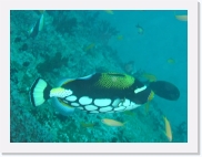 E110175 * 614 x 461 * (52KB)