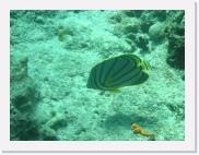 E110201 * 614 x 461 * (81KB)