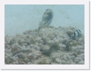 E110236 * 614 x 461 * (58KB)