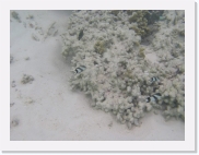 E110244 * 614 x 461 * (55KB)