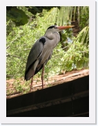 O1010069 * 461 x 614 * (79KB)