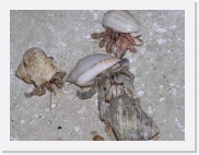 O110123 * 614 x 461 * (63KB)