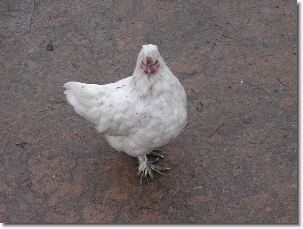 Diapositive suivante