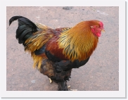 P1010039 * 614 x 461 * (72KB)