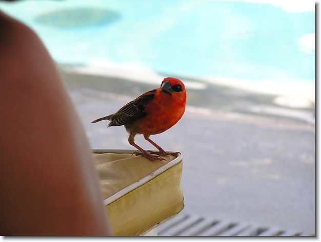 Diapositive suivante