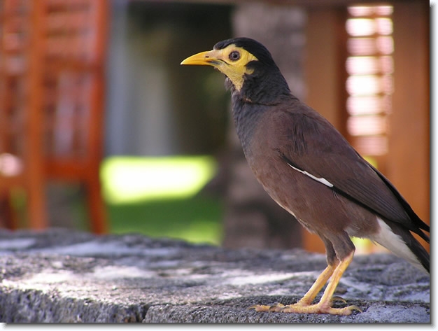 Diapositive suivante