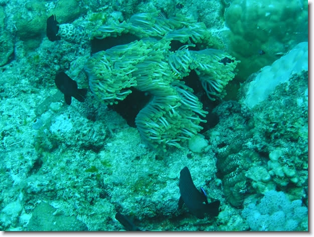 Diapositive suivante