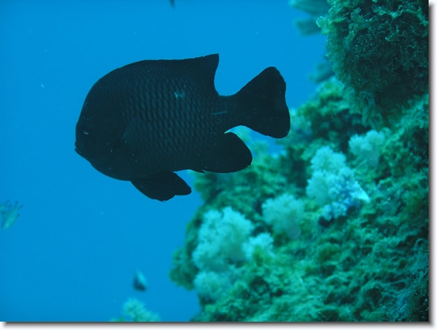 Diapositive suivante