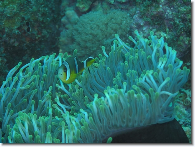 Diapositive suivante