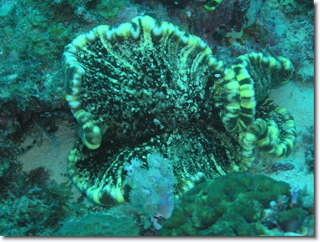 Diapositive suivante