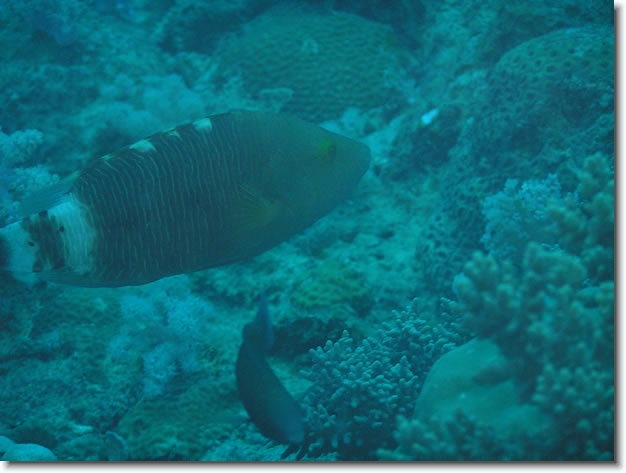 Diapositive suivante