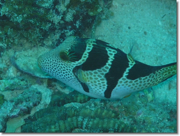 Diapositive suivante