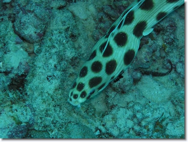 Diapositive suivante