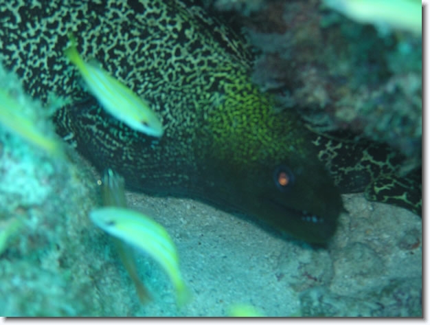 Diapositive suivante