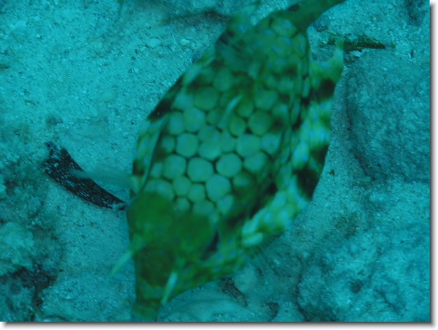 Diapositive suivante