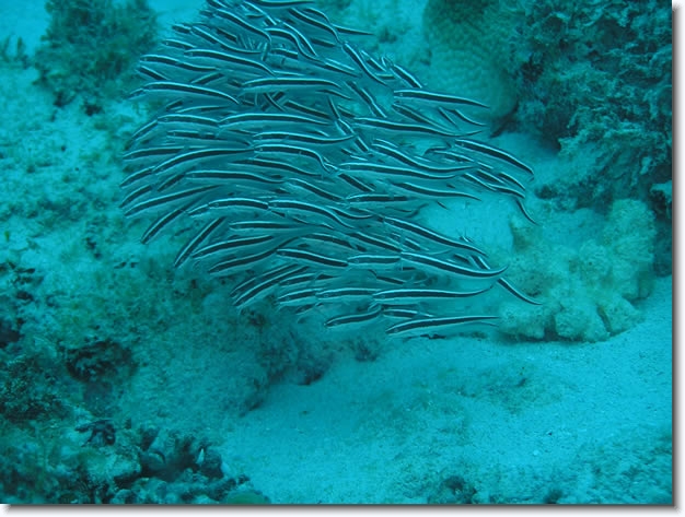 Diapositive suivante