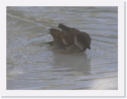 P3060191 * 614 x 461 * (63KB)