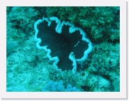 qP3020032 * 614 x 461 * (81KB)