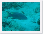 qP3020064 * 614 x 461 * (69KB)