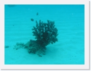 qP3020070 * 614 x 461 * (50KB)