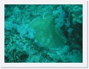 qP3020100 * 614 x 461 * (75KB)