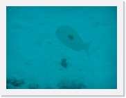 qP3020110 * 614 x 461 * (37KB)