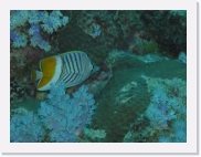 qP3040134 * 614 x 461 * (59KB)