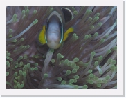 qP3040137 * 614 x 461 * (60KB)