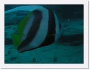 qP3080240 * 614 x 461 * (51KB)