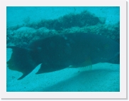 qP3080248 * 614 x 461 * (55KB)