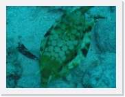 qP3090018 * 614 x 461 * (65KB)